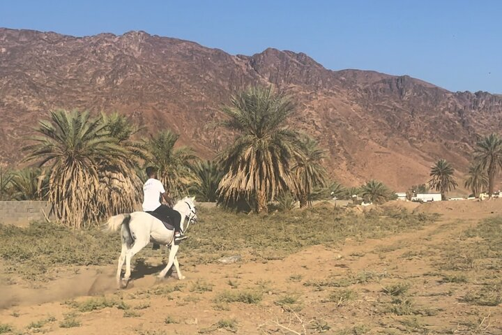 1 Hour Private Horse Riding in Madinah  - Photo 1 of 3